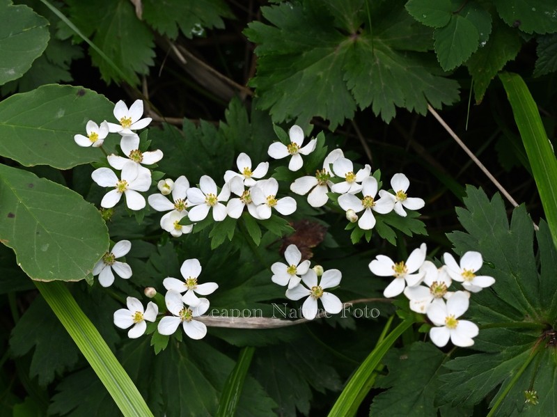 Anemonastrum shikokianum