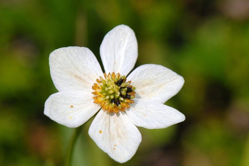 Anemonastrum sibiricum
