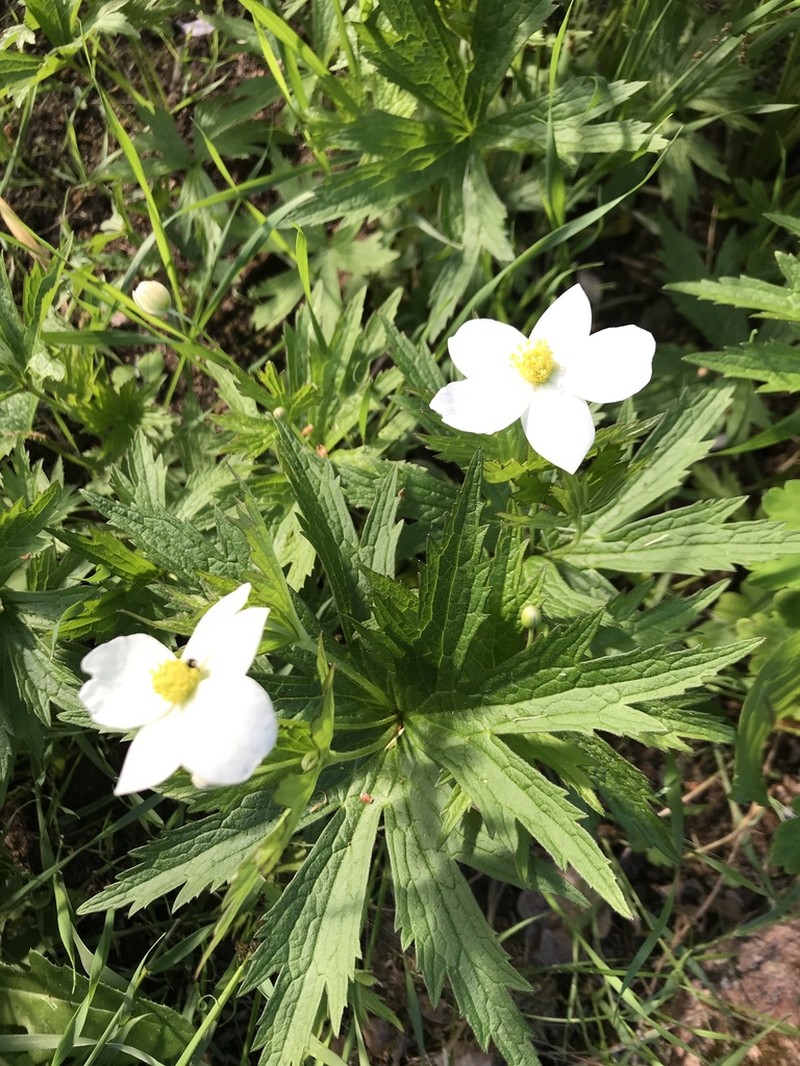 Anemonastrum sibiricum photo 2