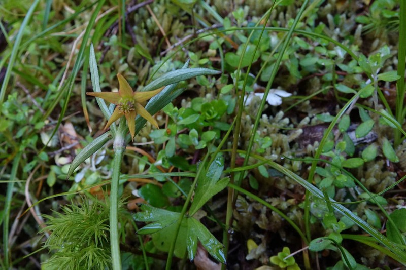 Anemonastrum tenuicaule photo 2