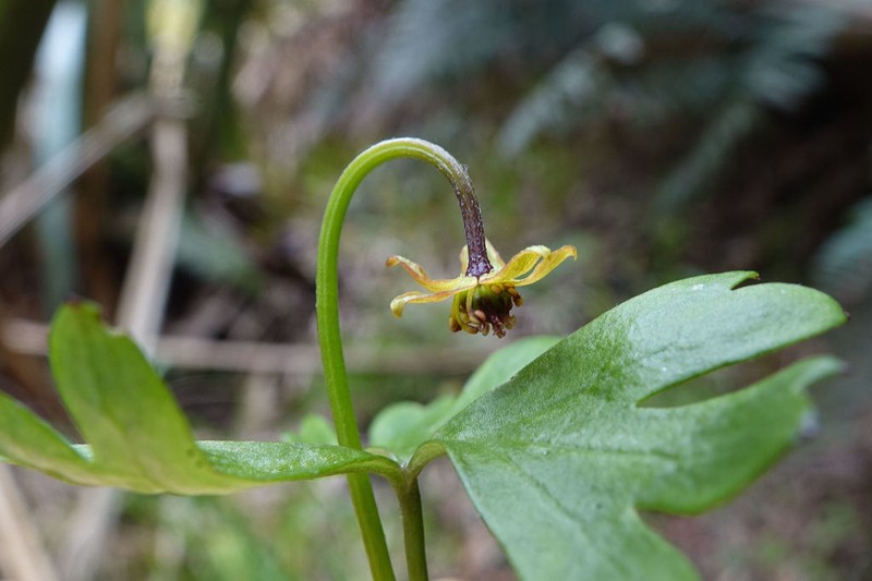 Anemonastrum tenuicaule photo 3