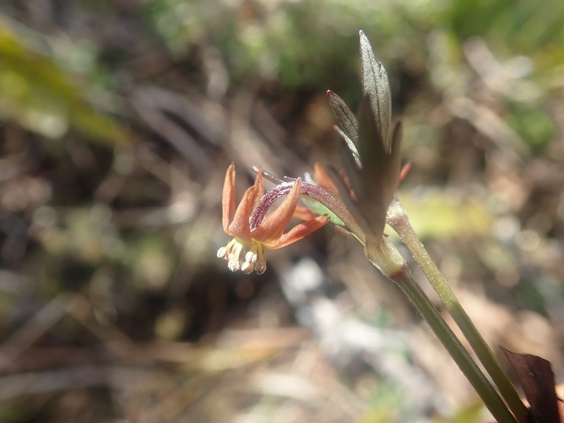 Anemonastrum tenuicaule photo 4