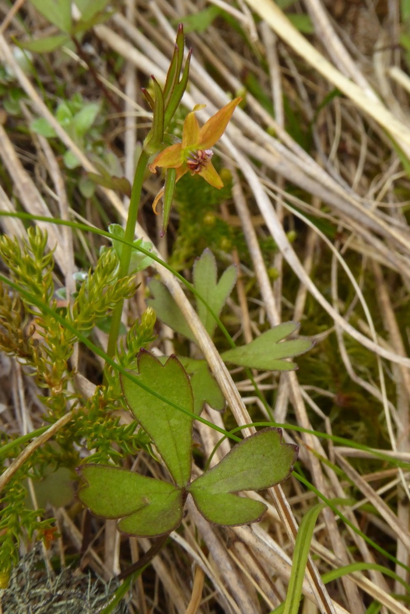 Anemonastrum tenuicaule photo 6