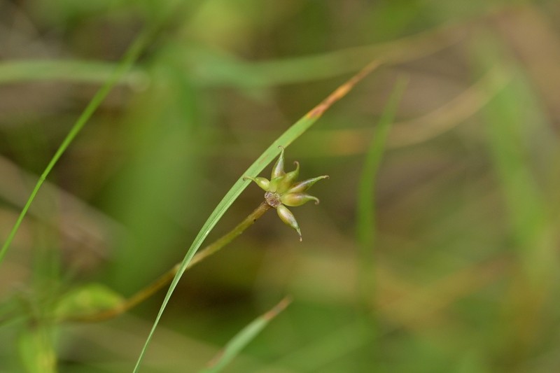 Anemonastrum tenuicaule photo 8