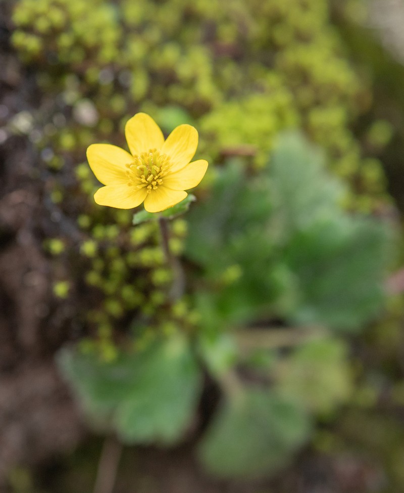 Anemonastrum trullifolium