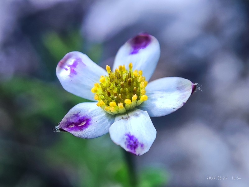 Anemonastrum trullifolium photo 2