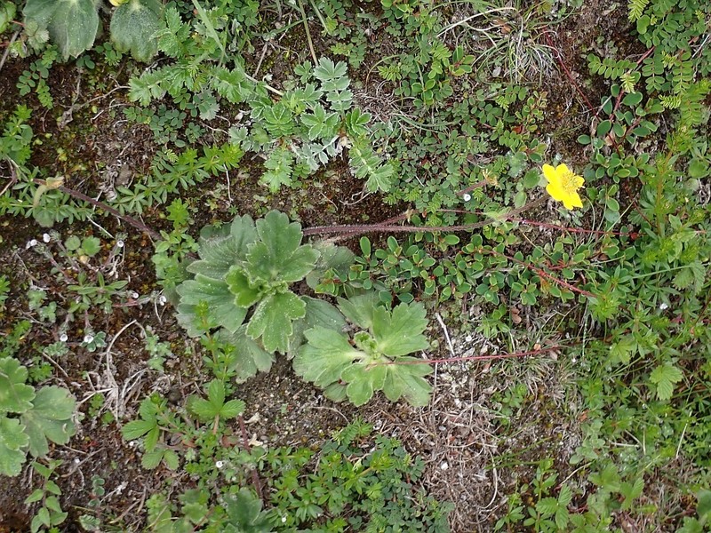 Anemonastrum trullifolium photo 3