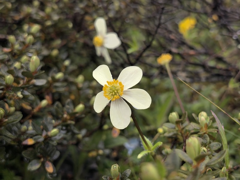 Anemonastrum trullifolium photo 4