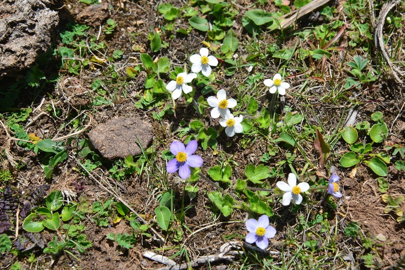 Anemonastrum trullifolium photo 5
