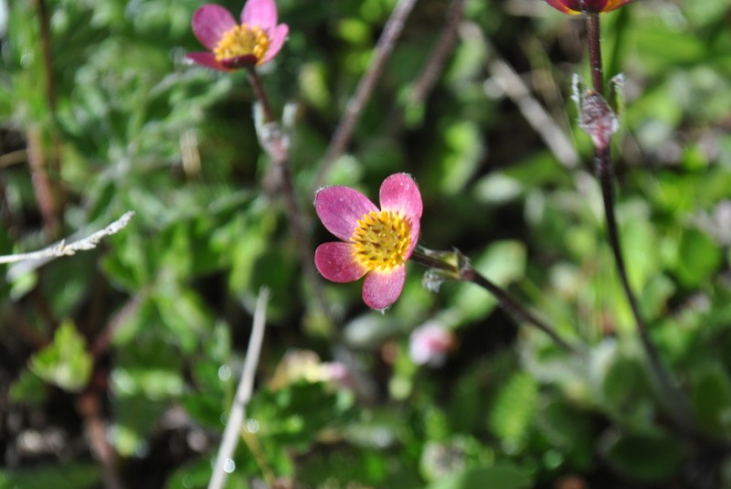 Anemonastrum trullifolium photo 6