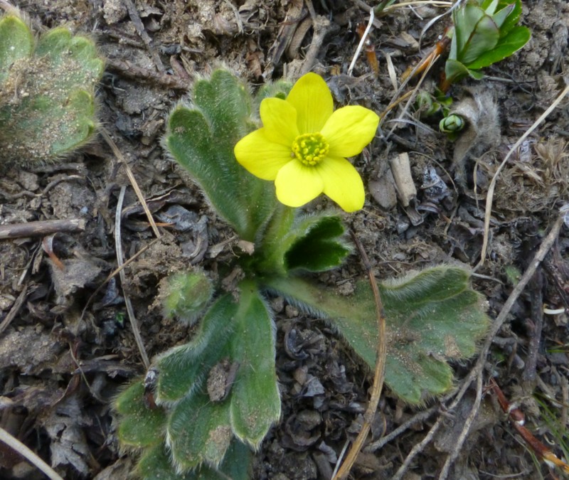 Anemonastrum trullifolium photo 7