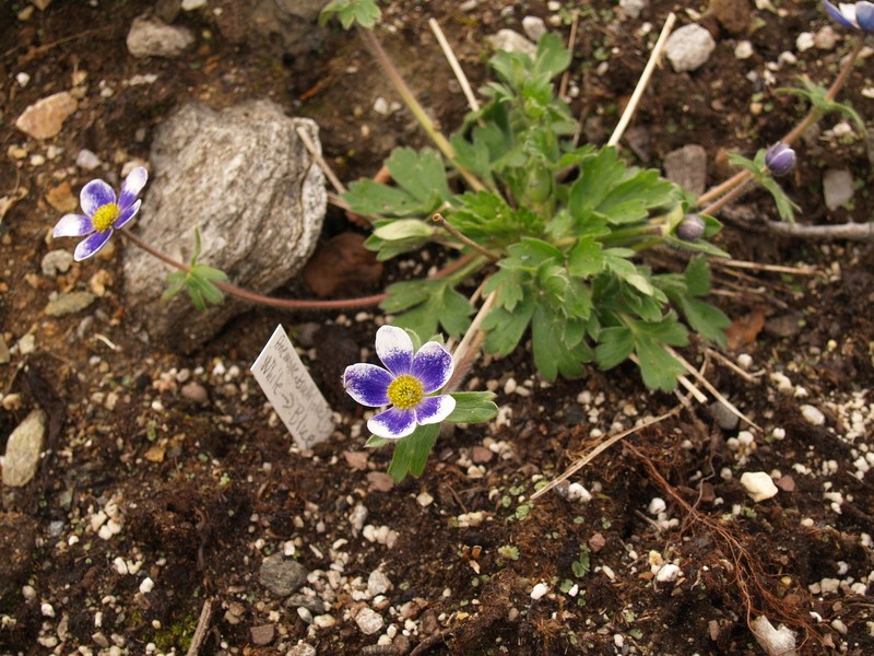 Anemonastrum trullifolium