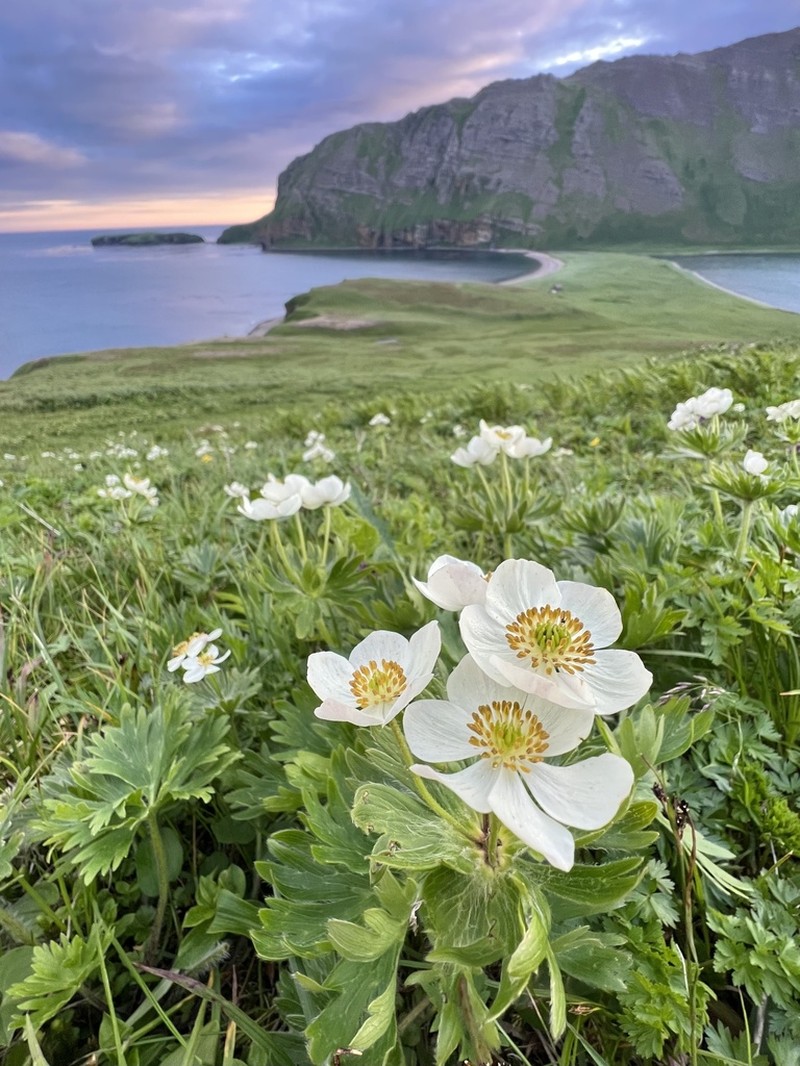 Anemonastrum villosissimum