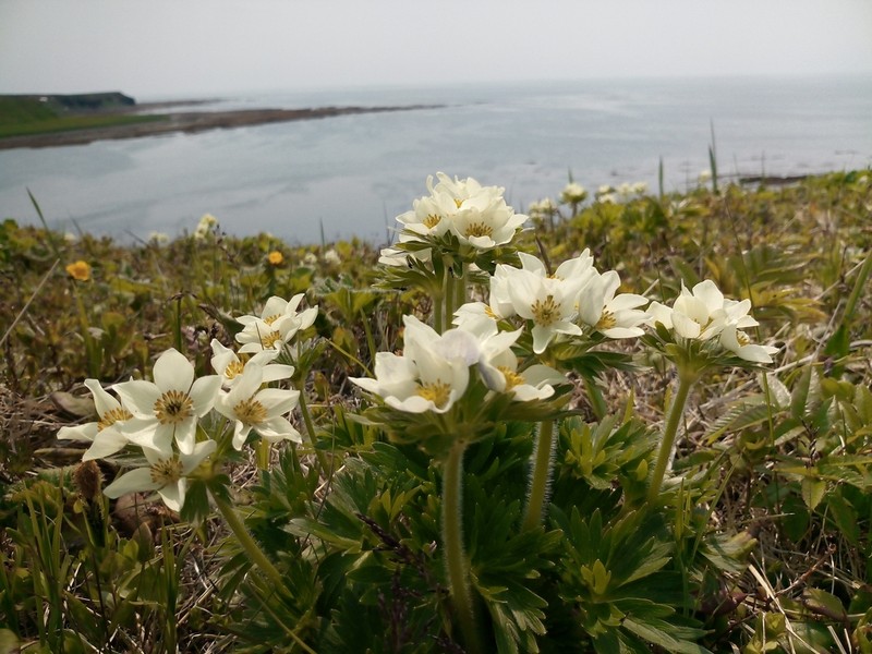 Anemonastrum villosissimum photo 3
