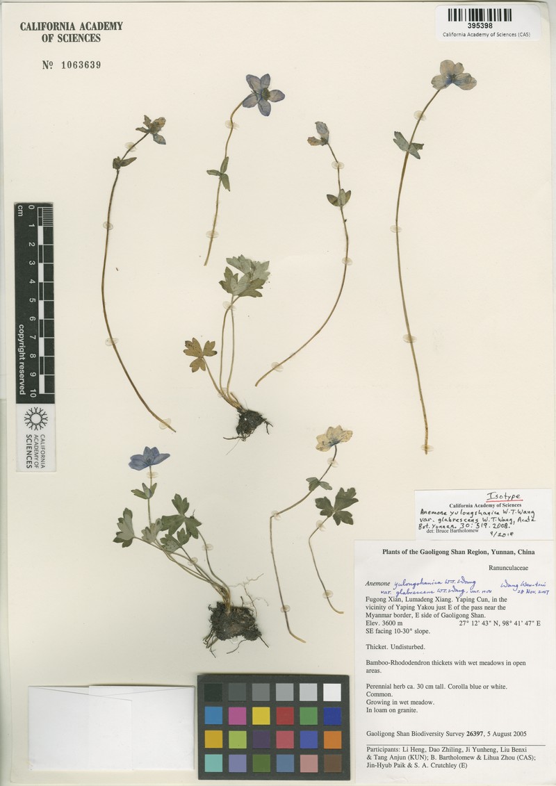 Anemonastrum yulongshanicum