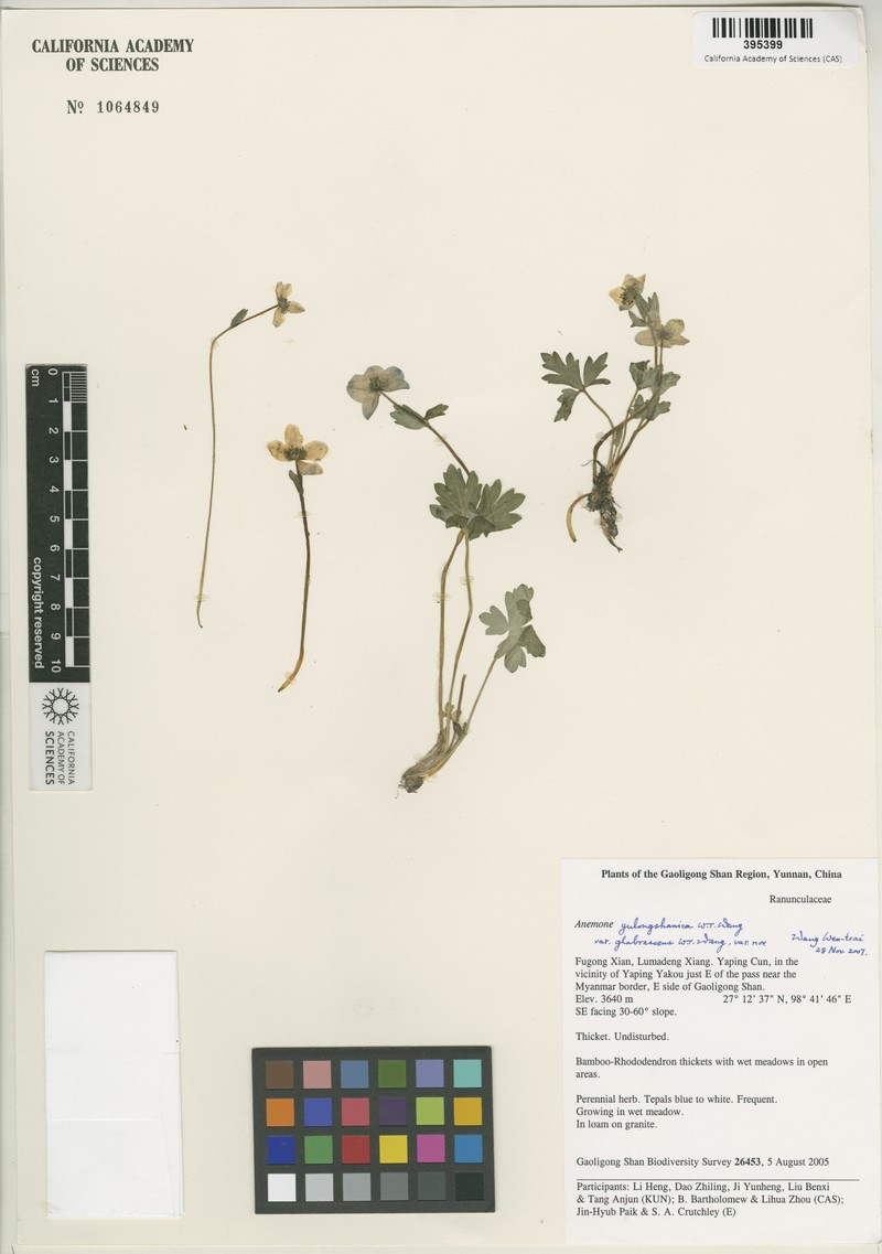 Anemonastrum yulongshanicum photo 2
