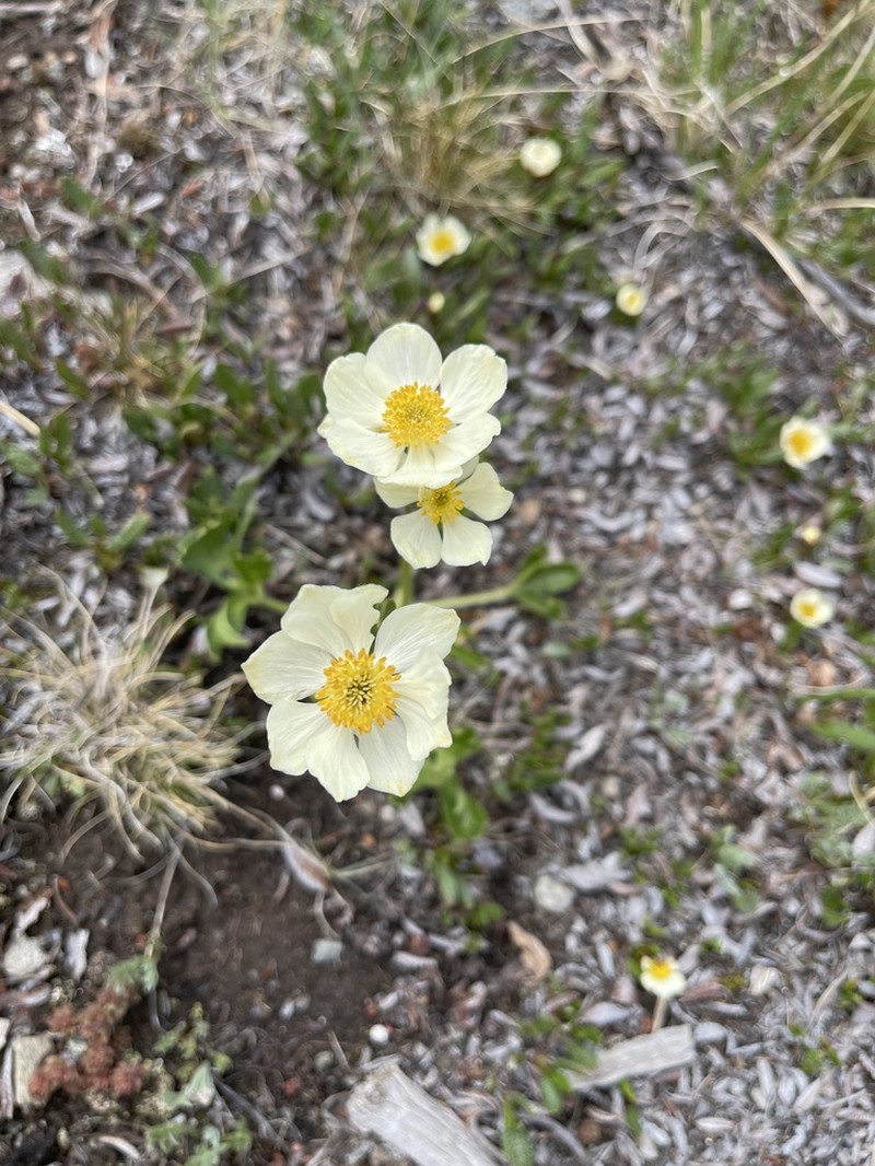 Anemonastrum zephyrum