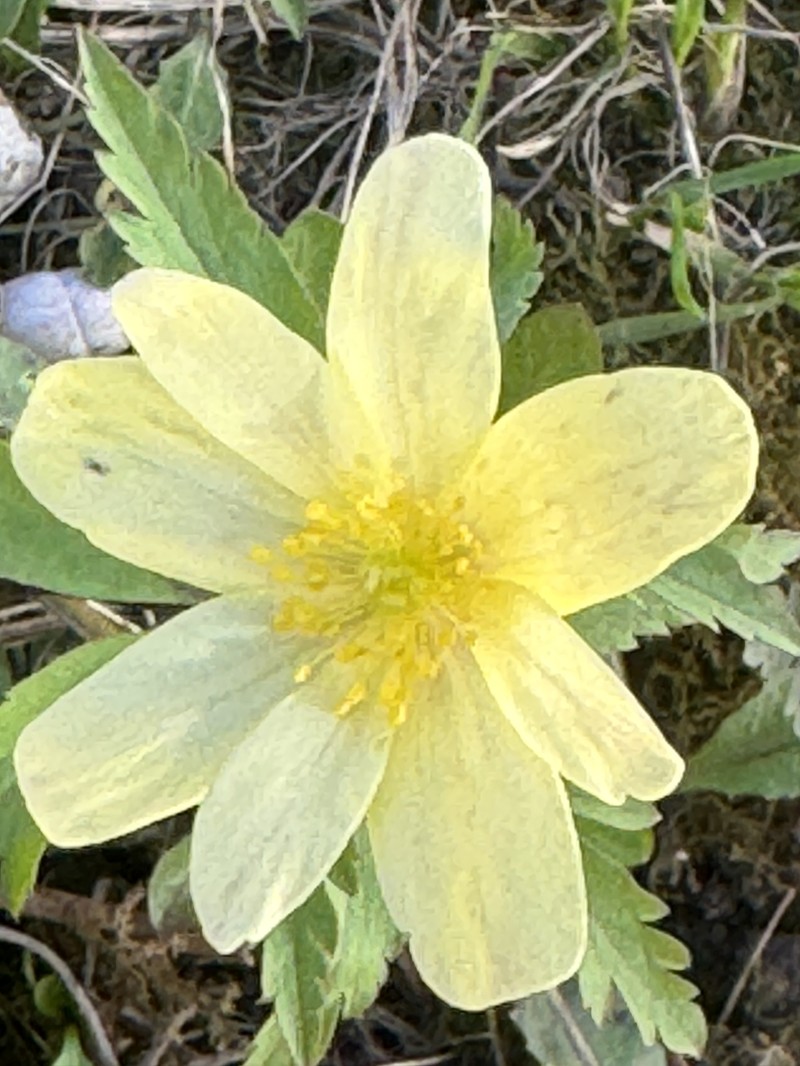 Anemone × korzchinskyi