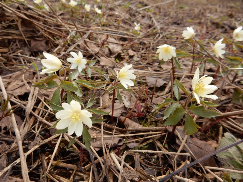 Anemone × korzchinskyi photo 2