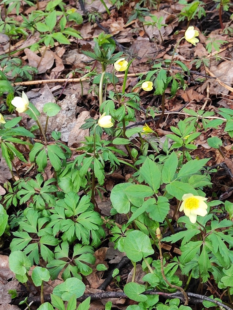 Anemone × korzchinskyi photo 3