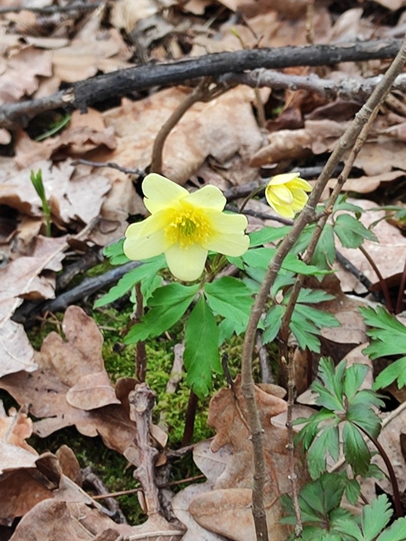 Anemone × korzchinskyi photo 4