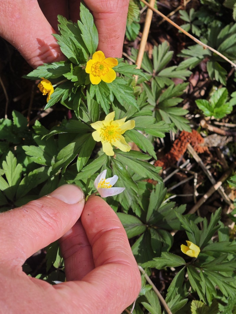 Anemone × lipsiensis photo 2