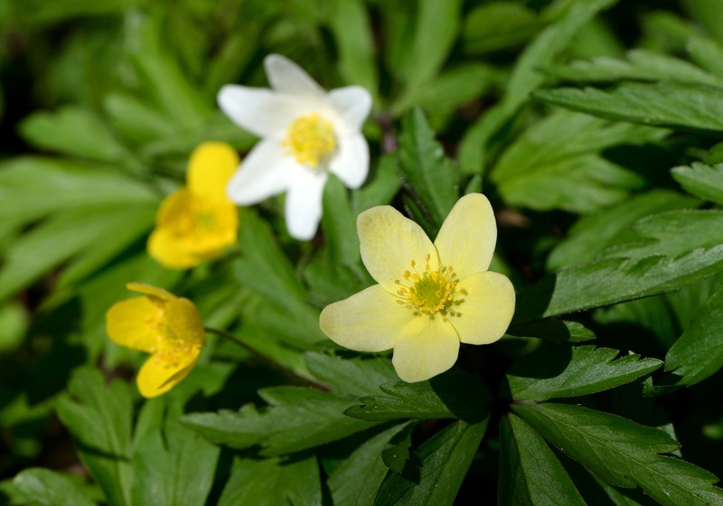 Anemone × lipsiensis photo 3