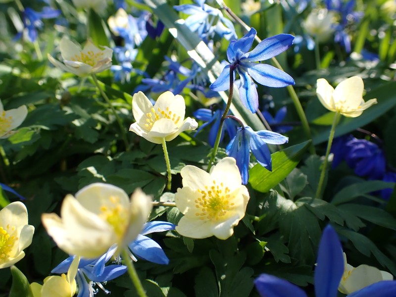 Anemone × lipsiensis photo 4