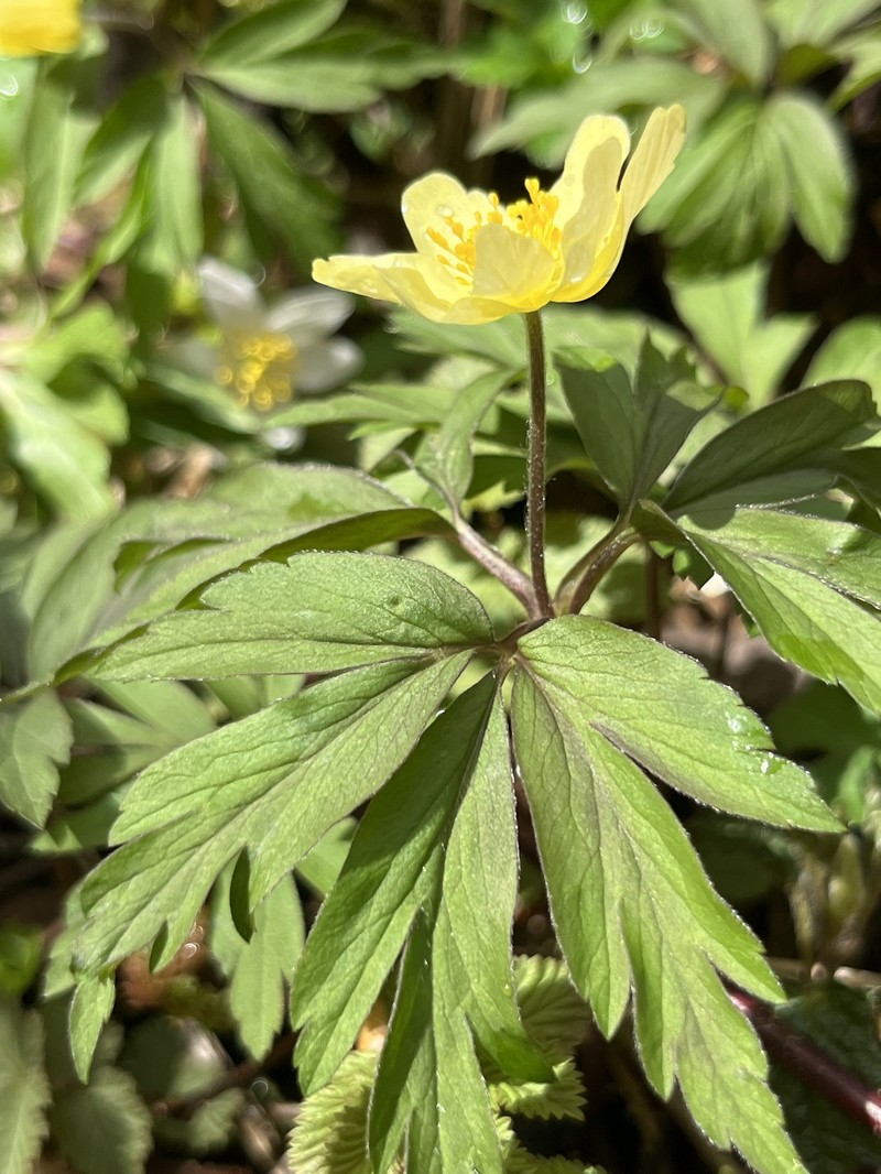 Anemone × lipsiensis photo 5