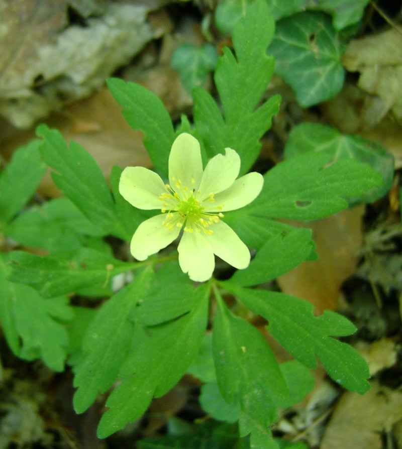 Anemone × lipsiensis