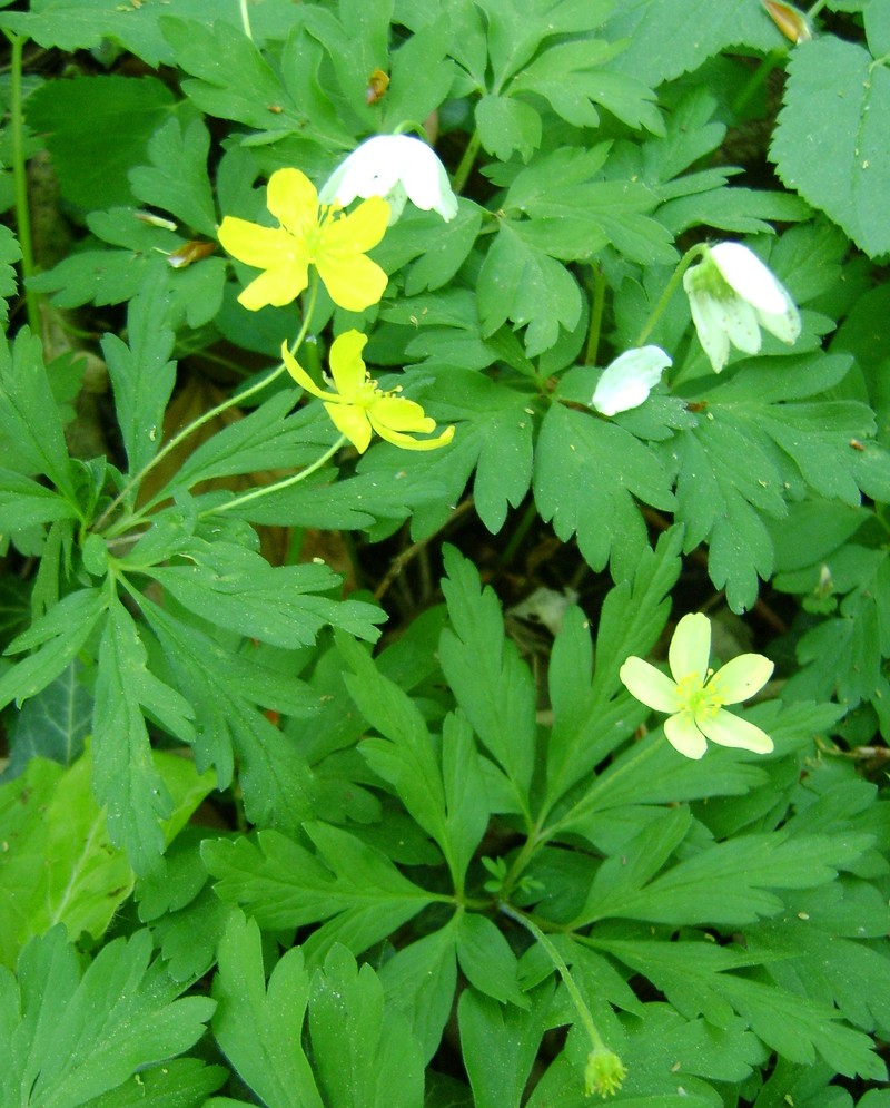 Anemone × lipsiensis photo 6