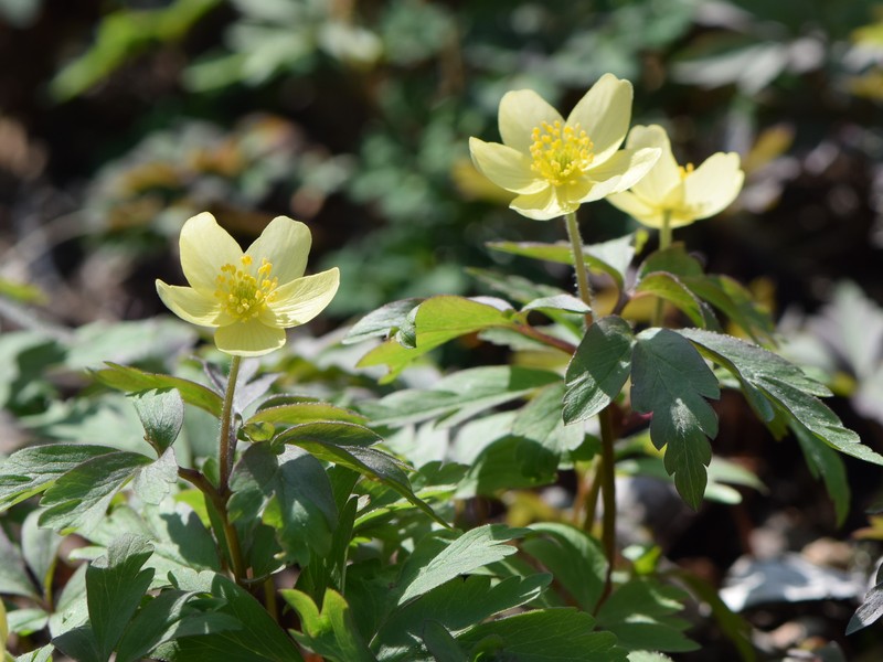 Anemone × lipsiensis photo 7