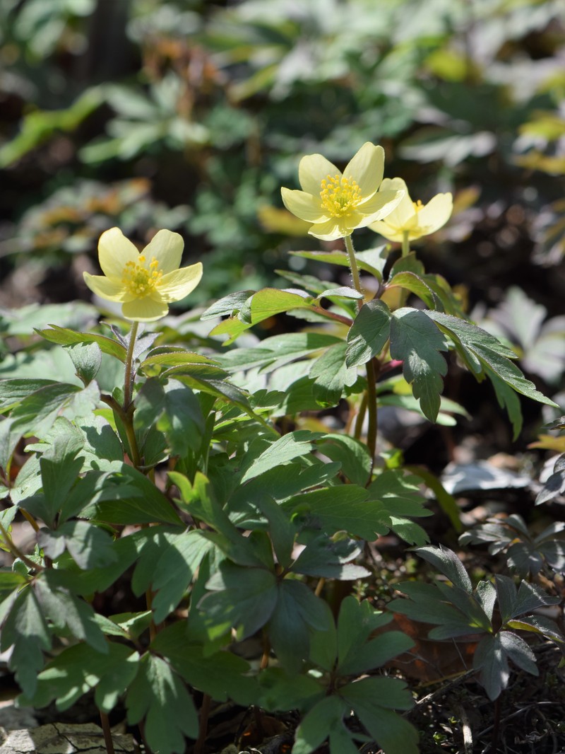 Anemone × lipsiensis photo 8