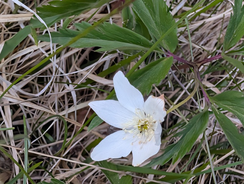 Anemone × pittonii