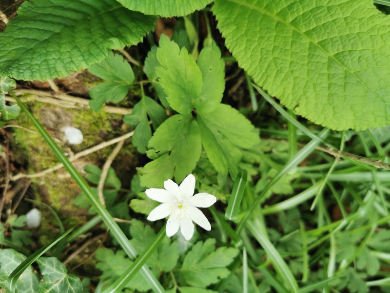Anemone × pittonii photo 2