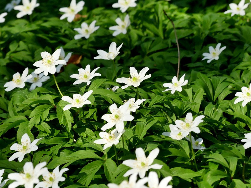 Anemone afghanica