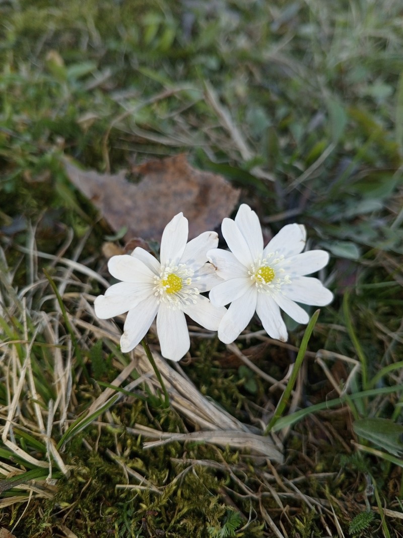 Anemone altaica photo 2