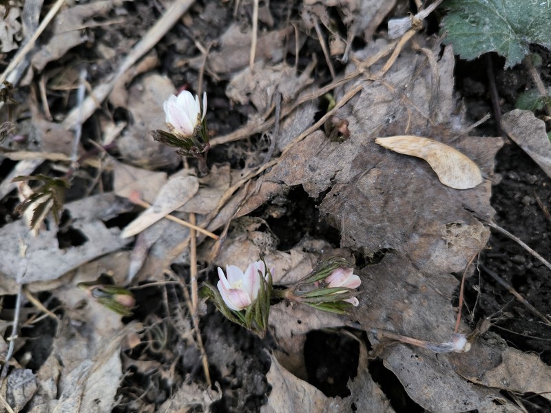 Anemone altaica photo 3