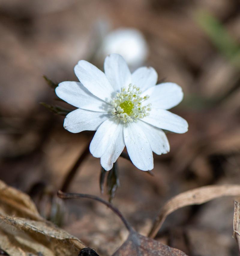 Anemone altaica photo 4