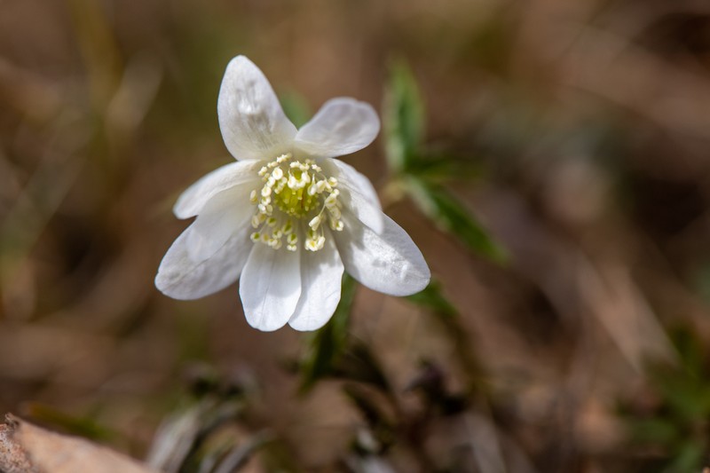Anemone altaica photo 5