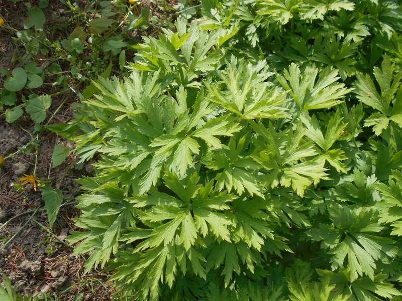 Anemone altaica