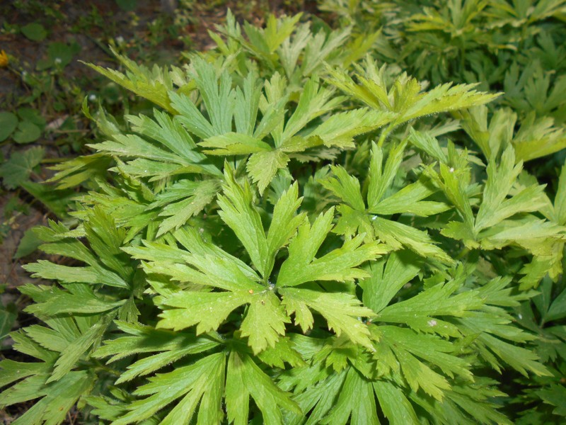Anemone altaica photo 6