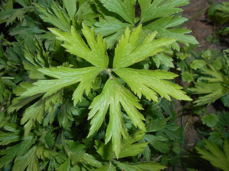 Anemone altaica photo 7