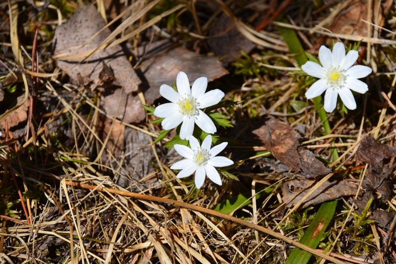 Anemone altaica