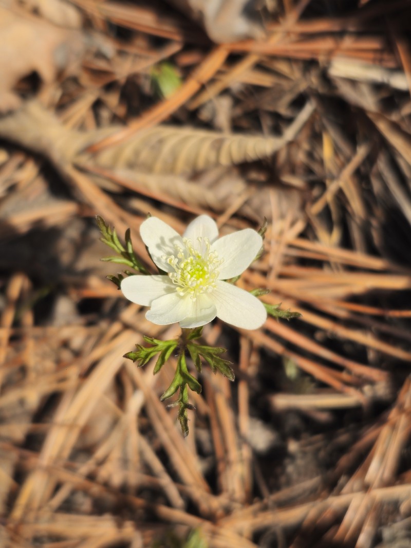 Anemone amurensis photo 2