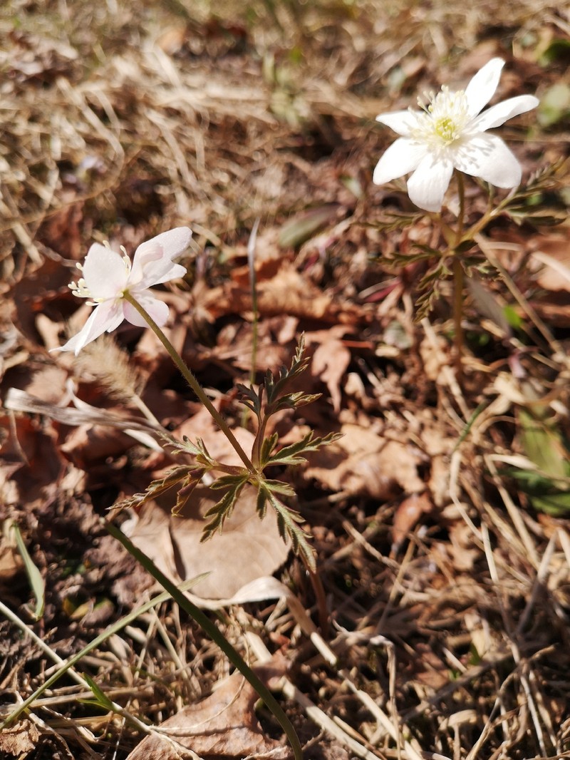 Anemone amurensis photo 3