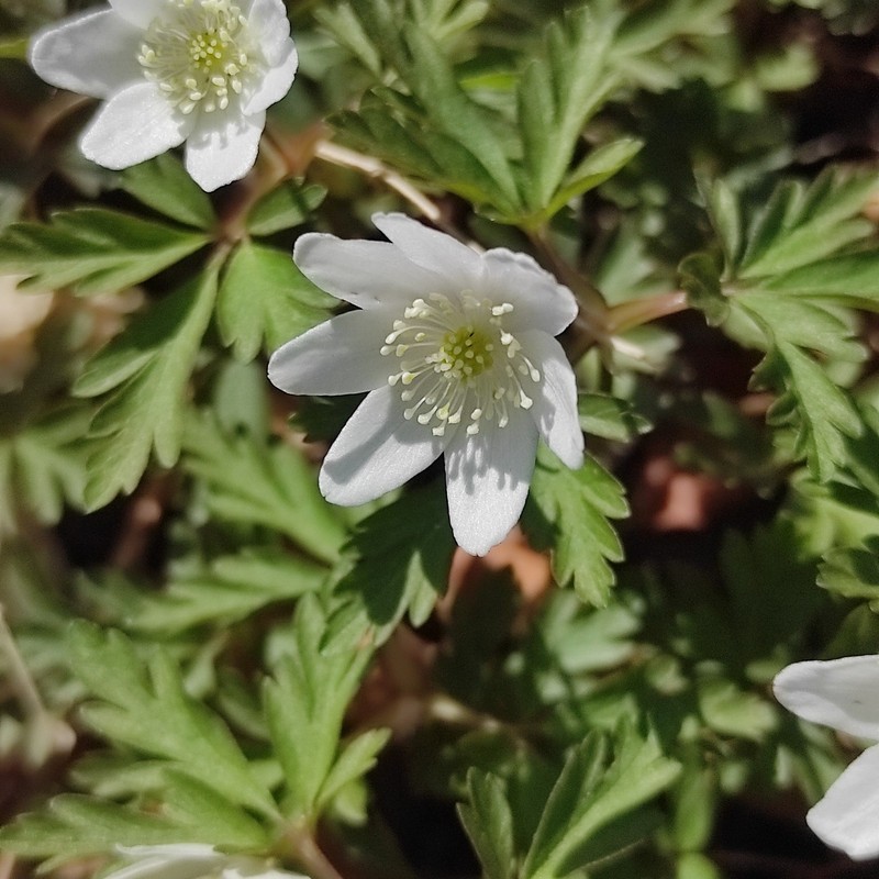 Anemone amurensis photo 4