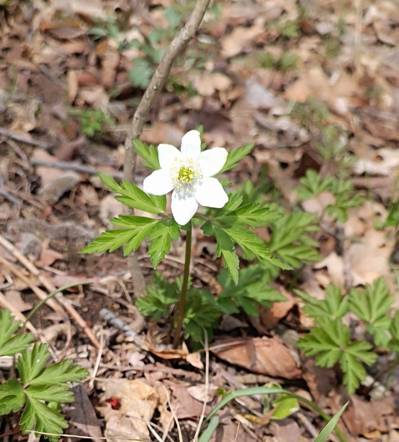 Anemone amurensis photo 5