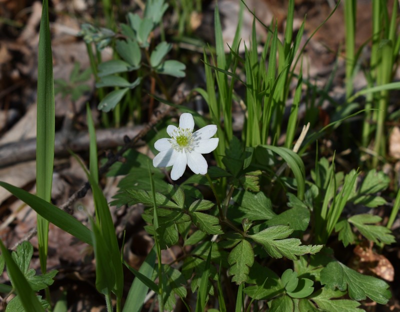 Anemone amurensis