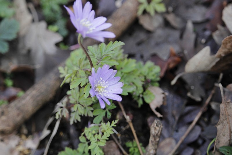 Anemone apennina photo 2